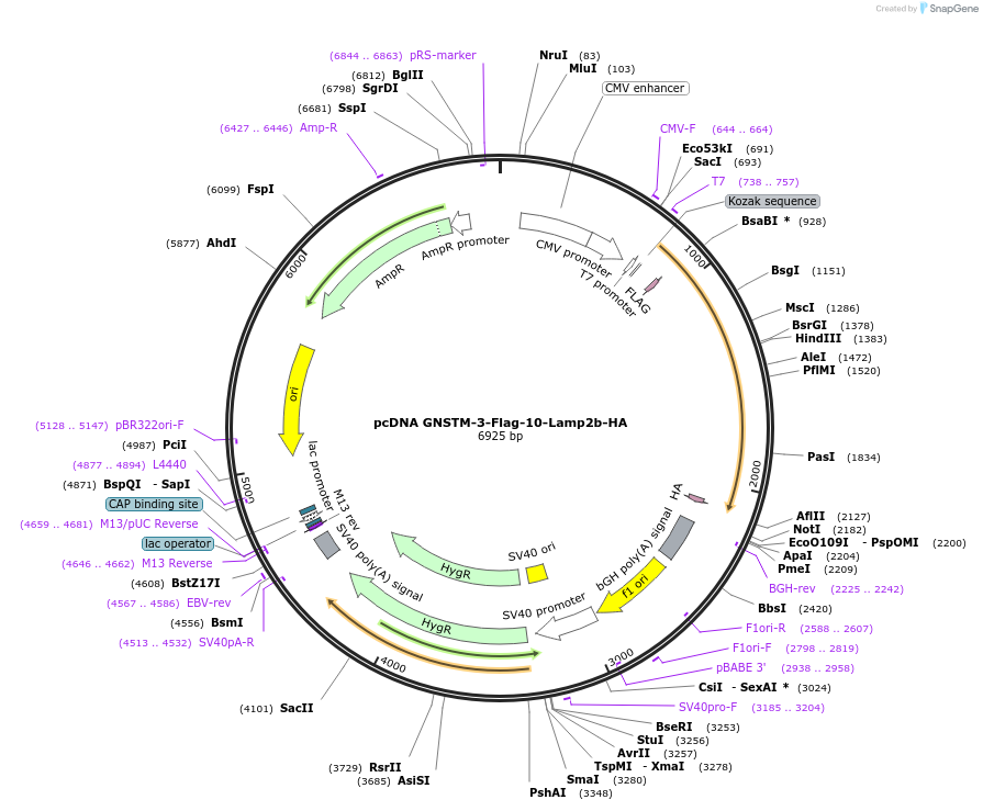 71293-plasmid-map-sequence-id-127936