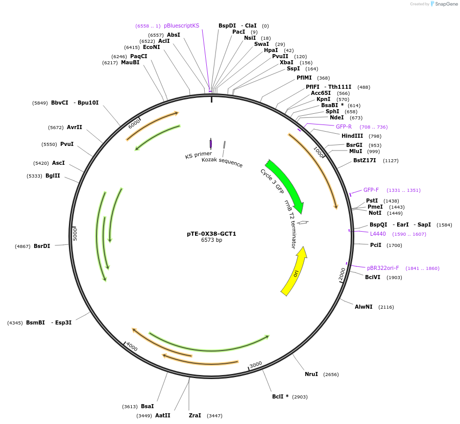 27053-plasmid-map-sequence-id-12794