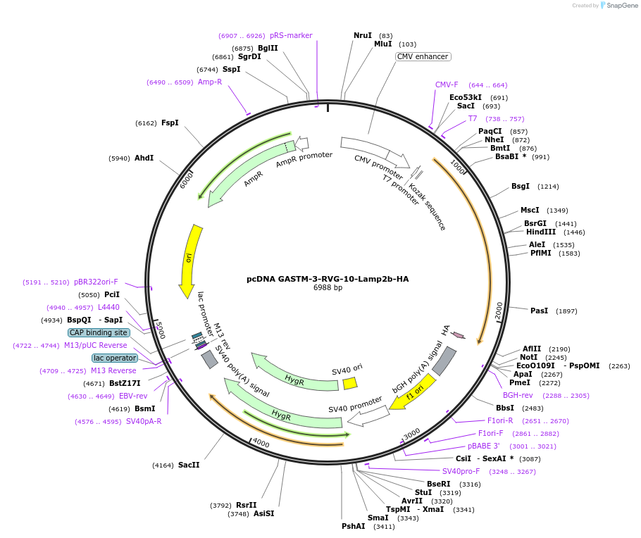 71295-plasmid-map-sequence-id-127970