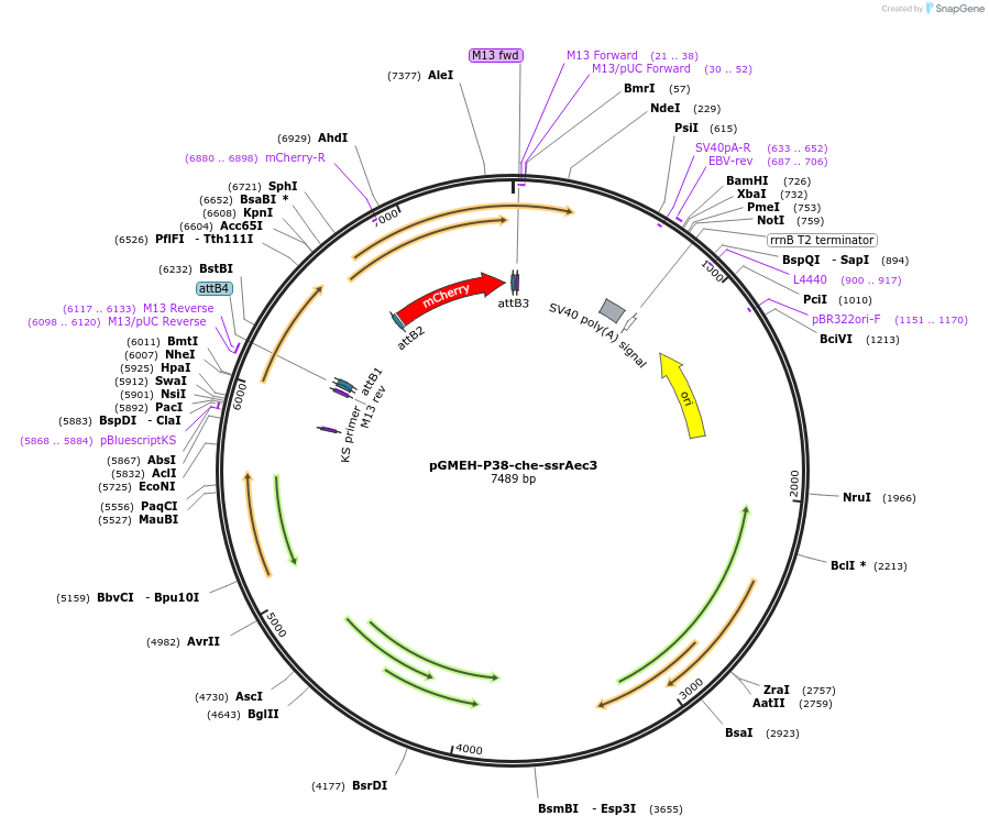 27059-plasmid-map-sequence-id-12800