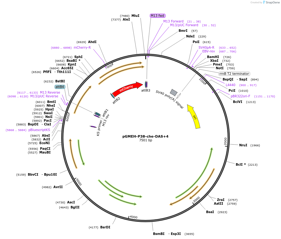27060-plasmid-map-sequence-id-12801