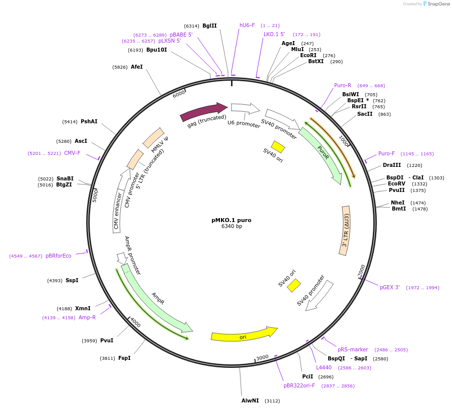 8452-plasmid-map-sequence-id-128044