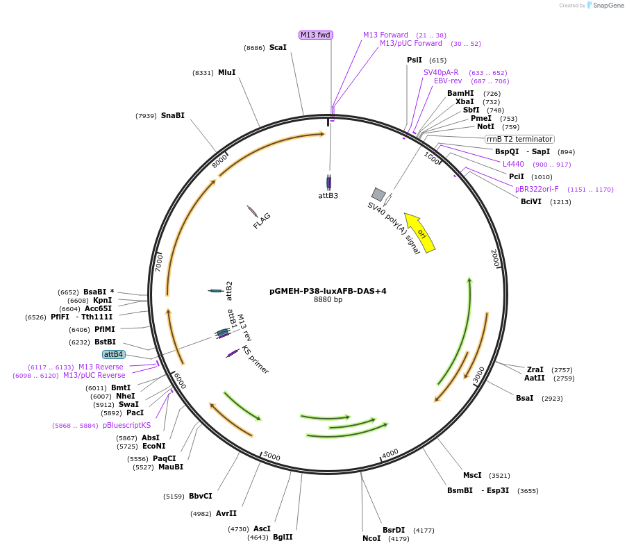 27064-plasmid-map-sequence-id-12805