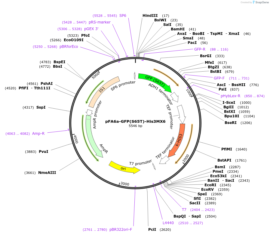 41598-plasmid-map-sequence-id-128050