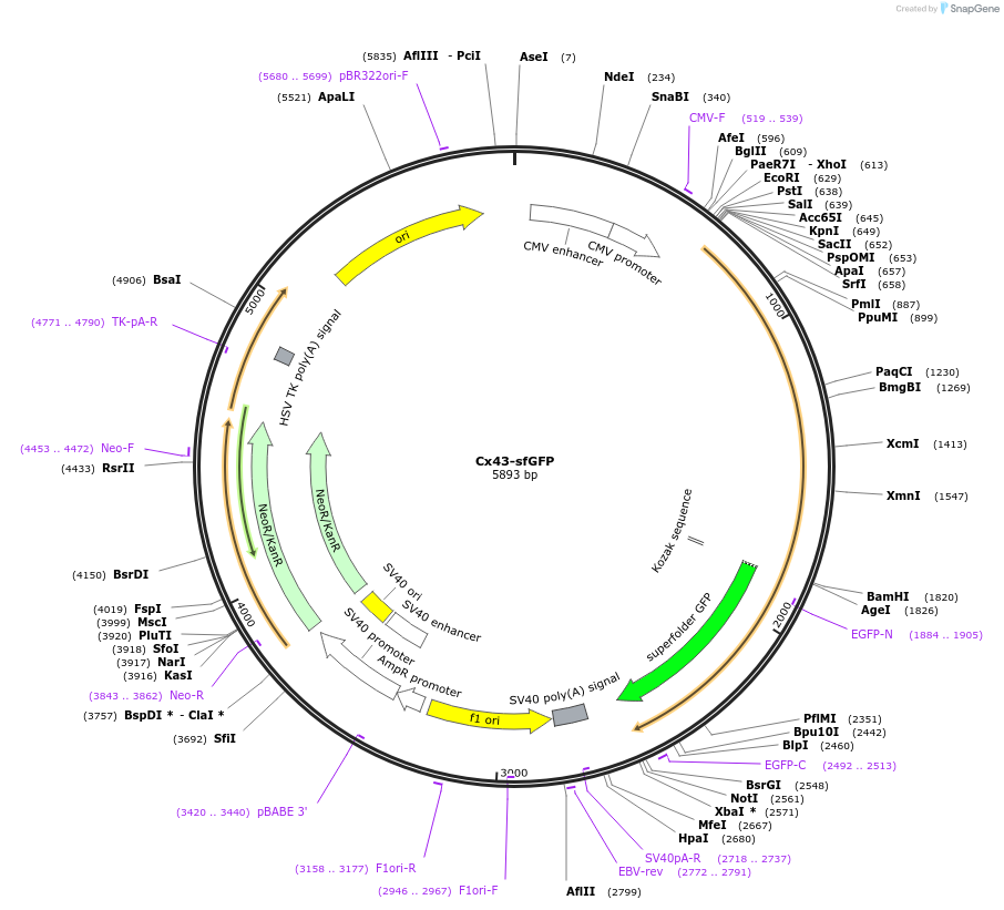 70053-plasmid-map-sequence-id-128062
