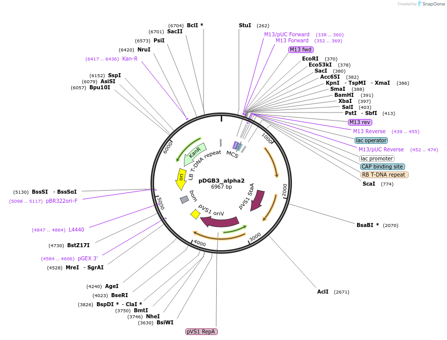 68229-plasmid-map-sequence-id-128068