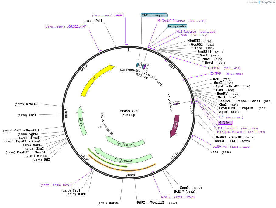 68408-plasmid-map-sequence-id-128079