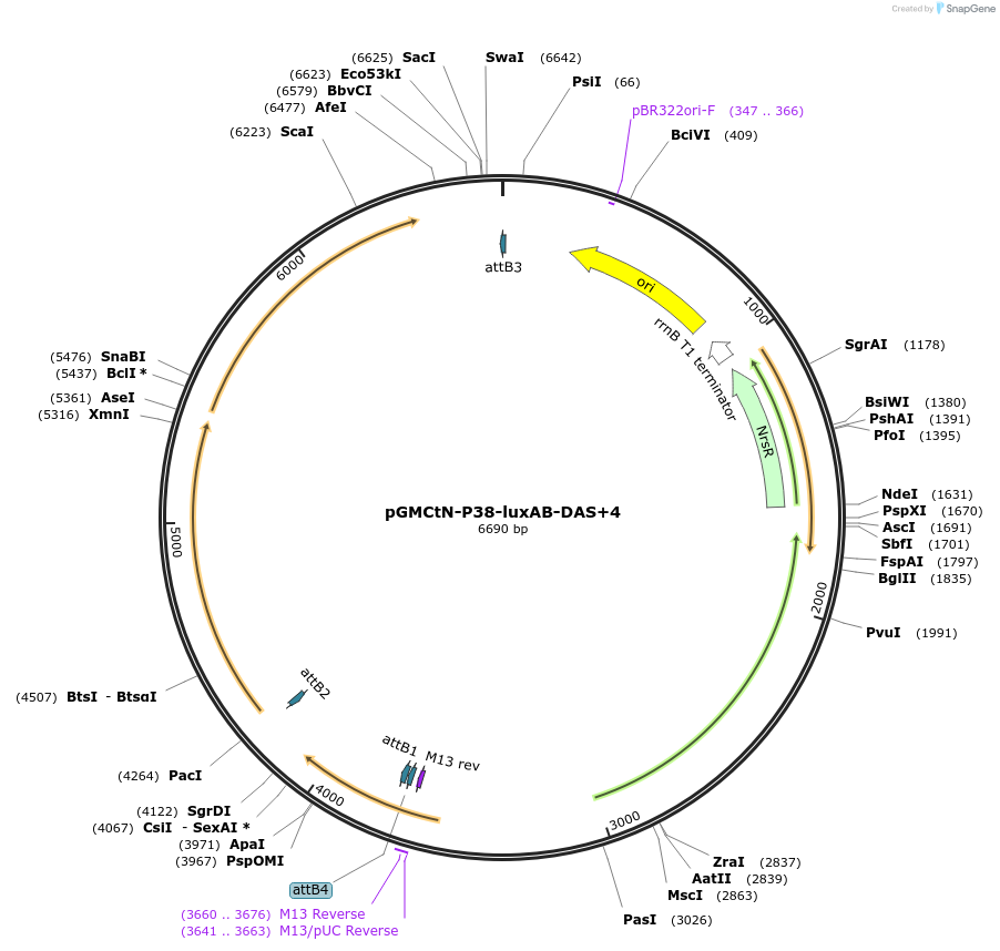 27067-plasmid-map-sequence-id-12808
