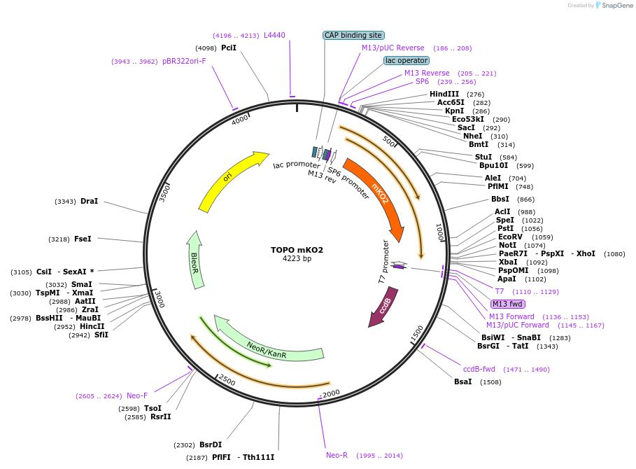 68442-plasmid-map-sequence-id-128083