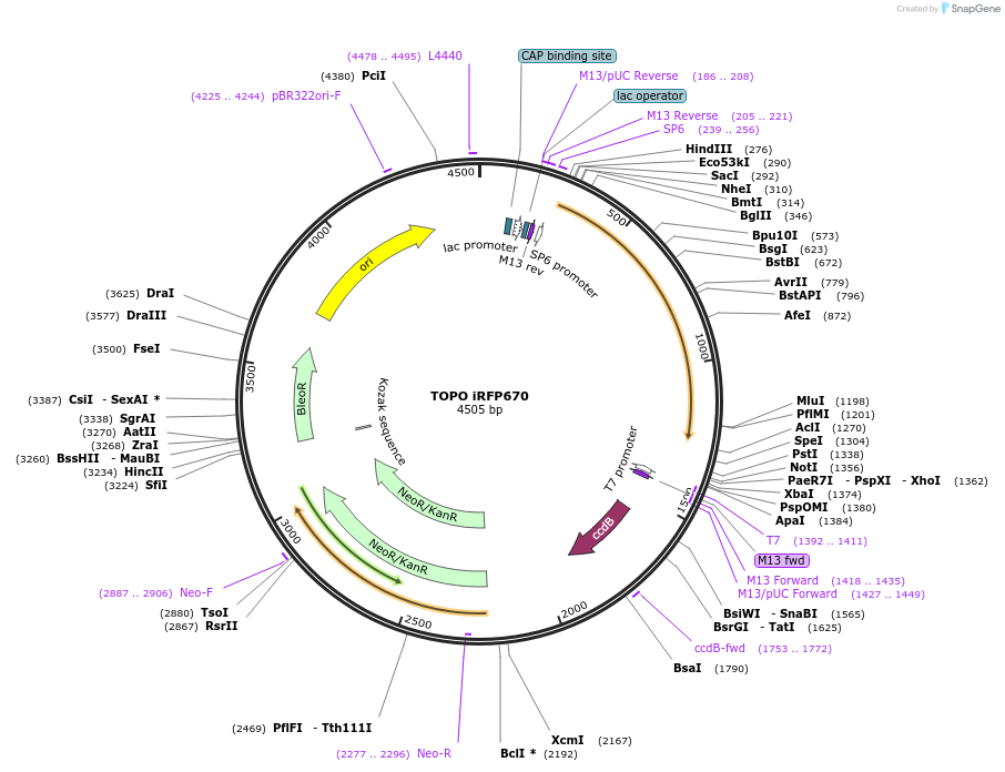 68443-plasmid-map-sequence-id-128084