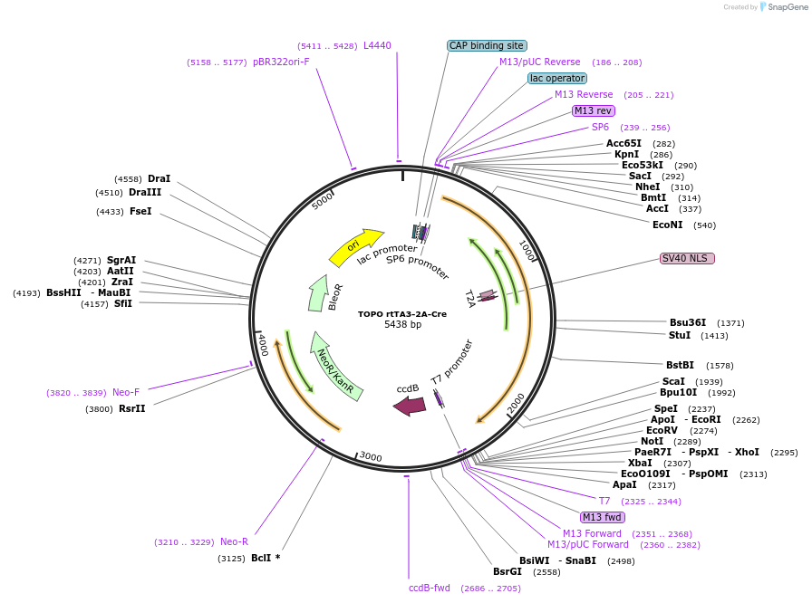 68448-plasmid-map-sequence-id-128089