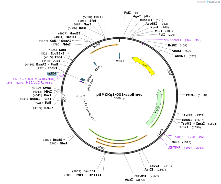 27068-plasmid-map-sequence-id-12809