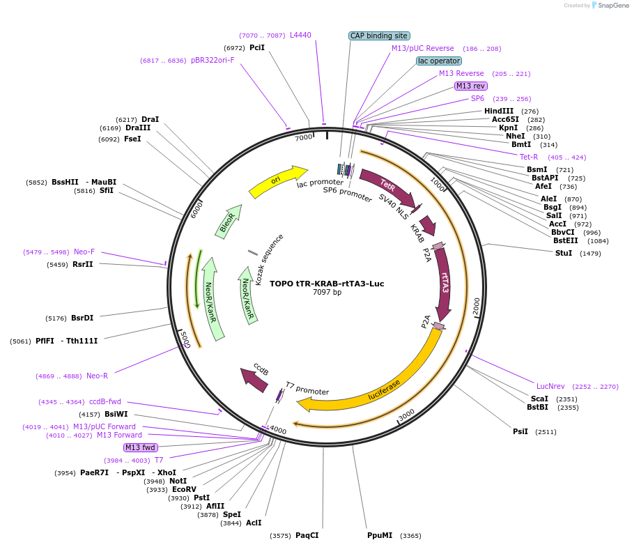 68449-plasmid-map-sequence-id-128090