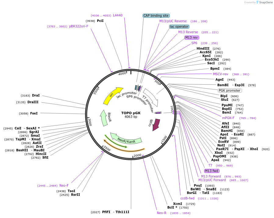 68452-plasmid-map-sequence-id-128093
