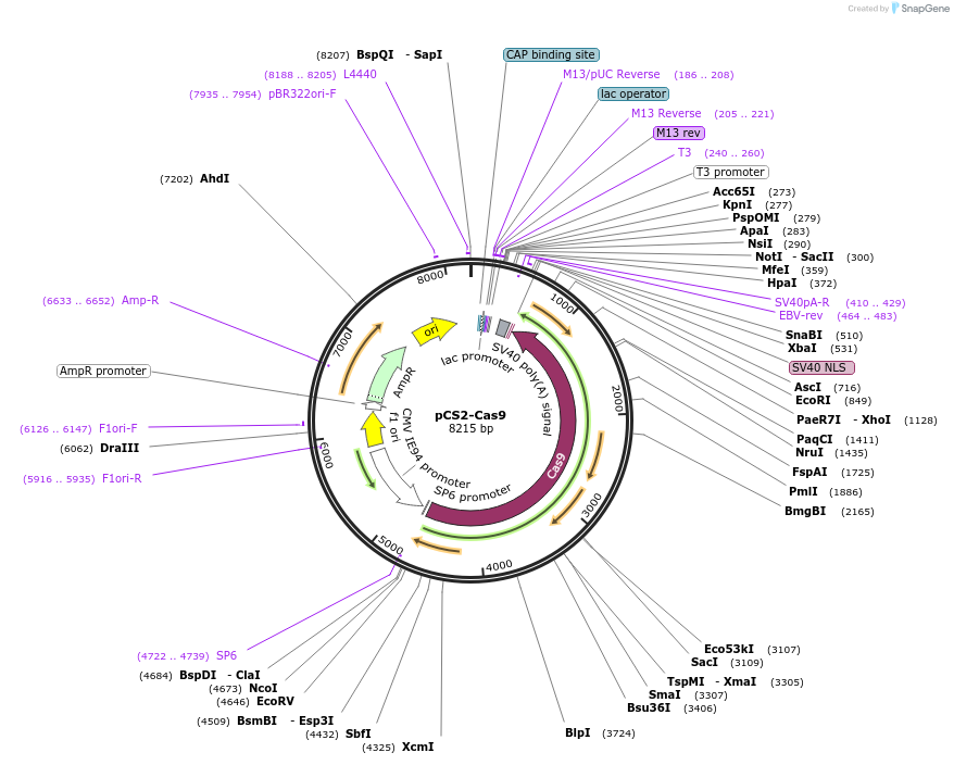 47322-plasmid-map-sequence-id-128094
