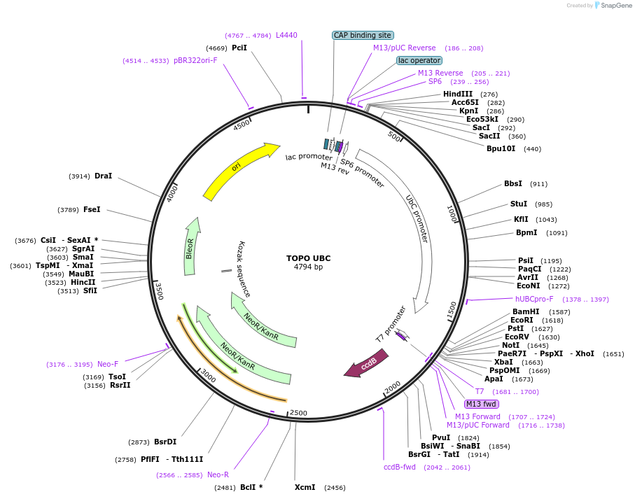 68456-plasmid-map-sequence-id-128097
