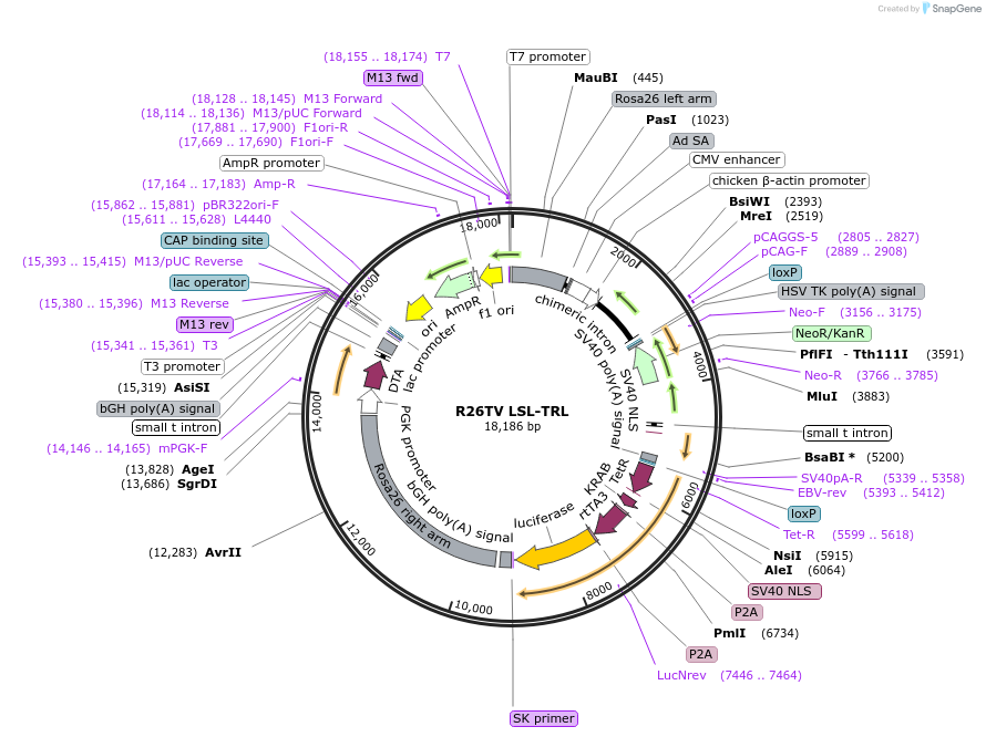68476-plasmid-map-sequence-id-128108