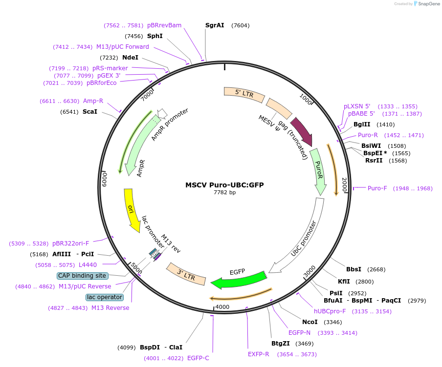 68482-plasmid-map-sequence-id-128112