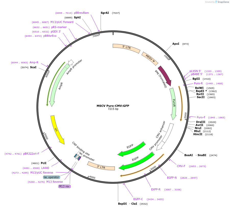 68485-plasmid-map-sequence-id-128114
