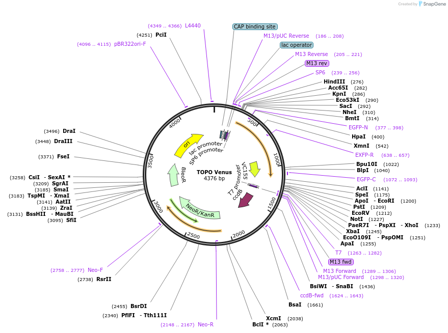 68493-plasmid-map-sequence-id-128130