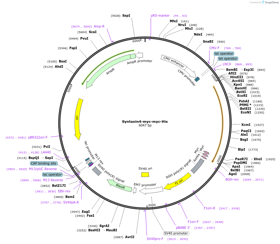 12377-plasmid-map-sequence-id-128139