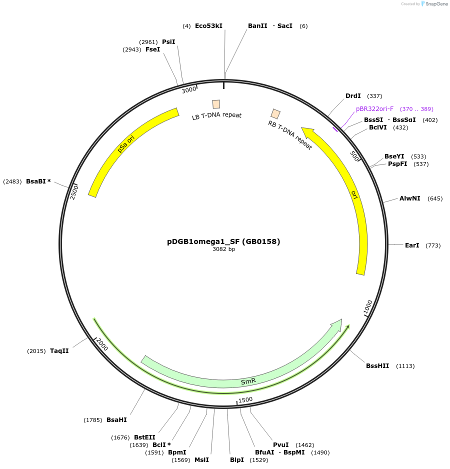 68242-plasmid-map-sequence-id-128148