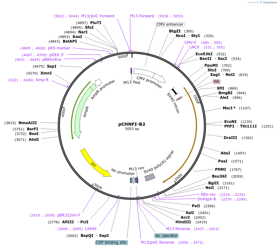 31405-plasmid-map-sequence-id-128154