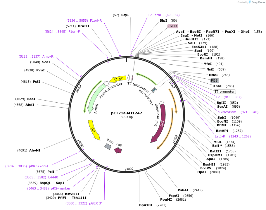 11414-plasmid-map-sequence-id-128174