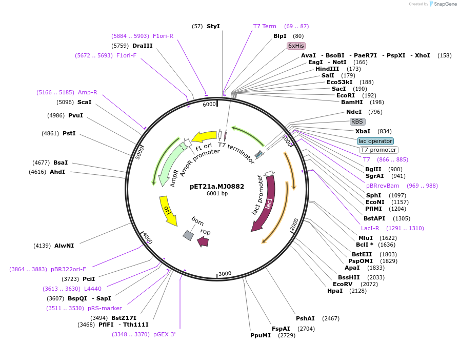 11417-plasmid-map-sequence-id-128176