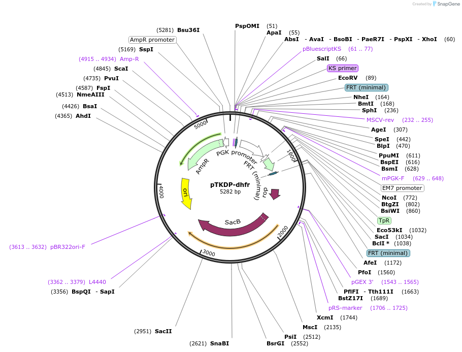 71323-plasmid-map-sequence-id-128200
