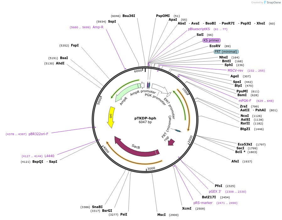 71322-plasmid-map-sequence-id-128201