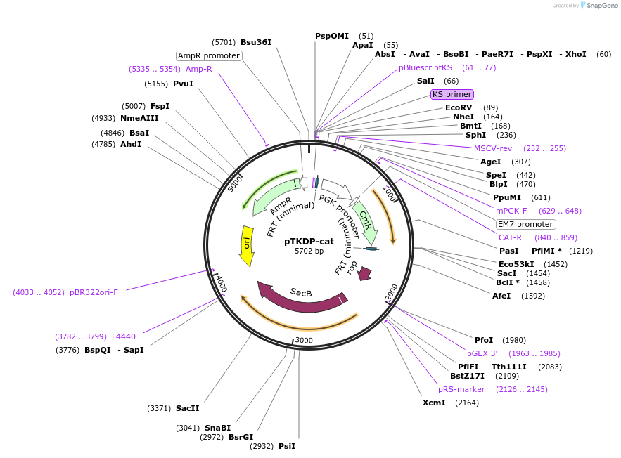 71321-plasmid-map-sequence-id-128202