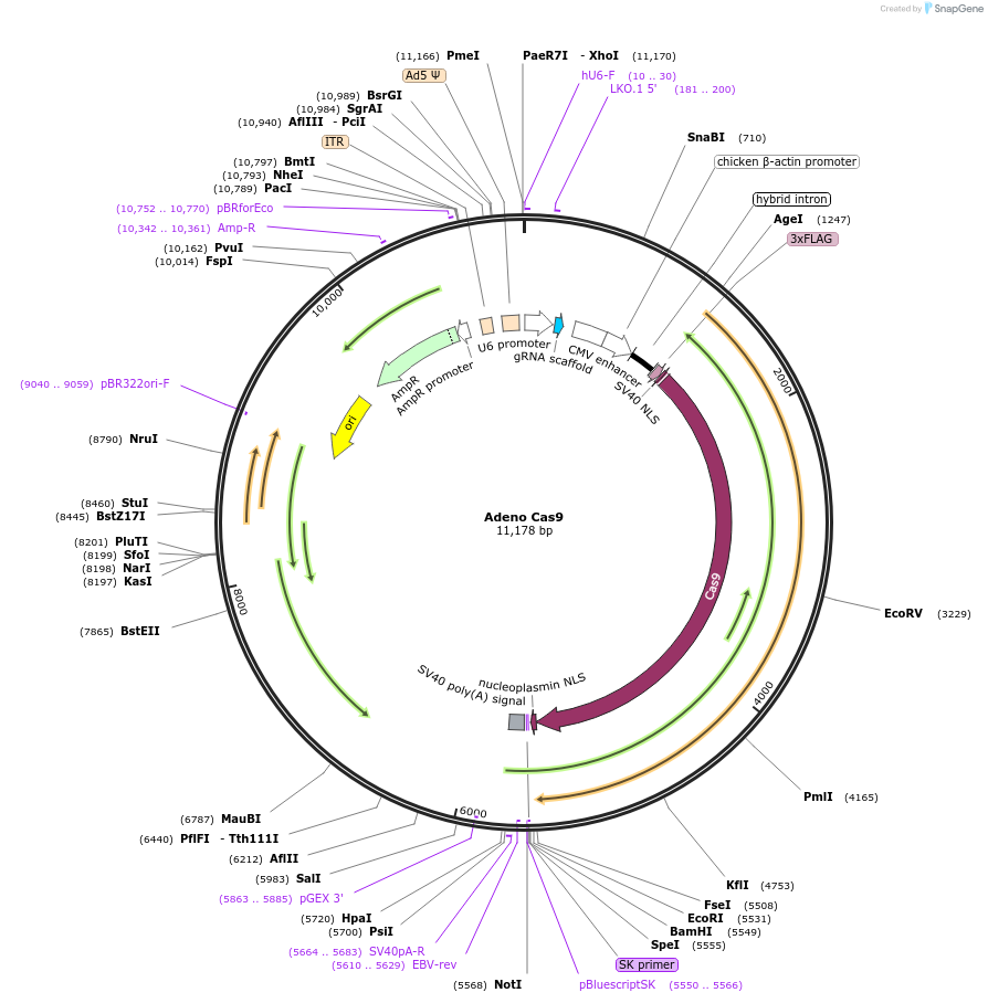 64072-plasmid-map-sequence-id-128234