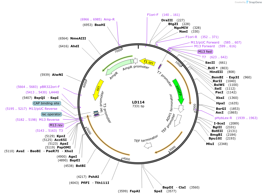 69167-plasmid-map-sequence-id-128245