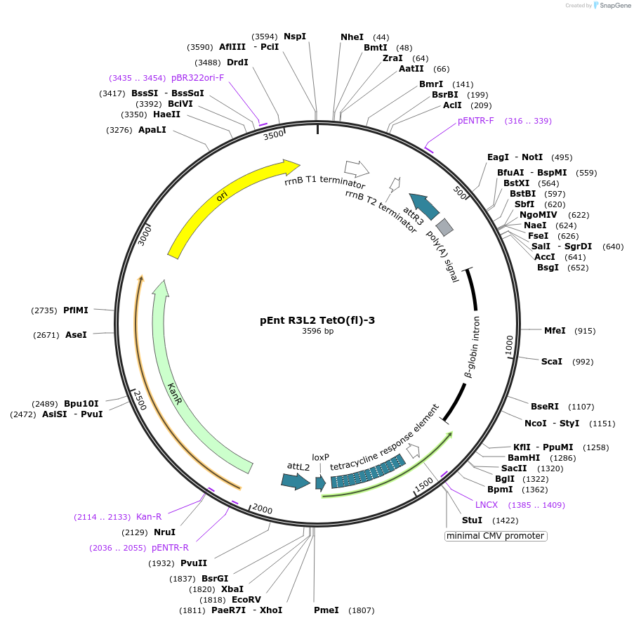27107-plasmid-map-sequence-id-12828