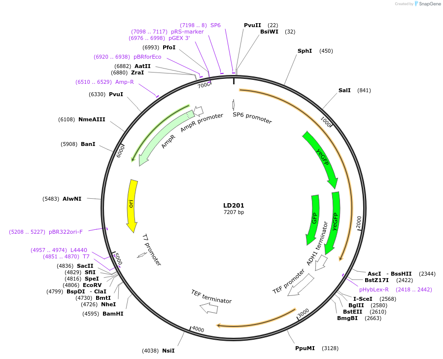 69178-plasmid-map-sequence-id-128280