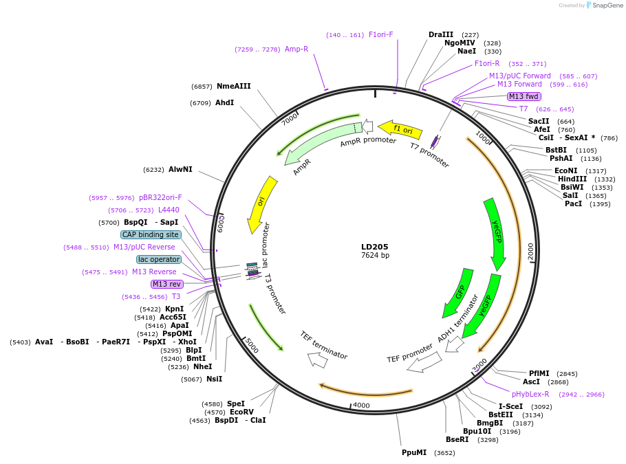 69180-plasmid-map-sequence-id-128283