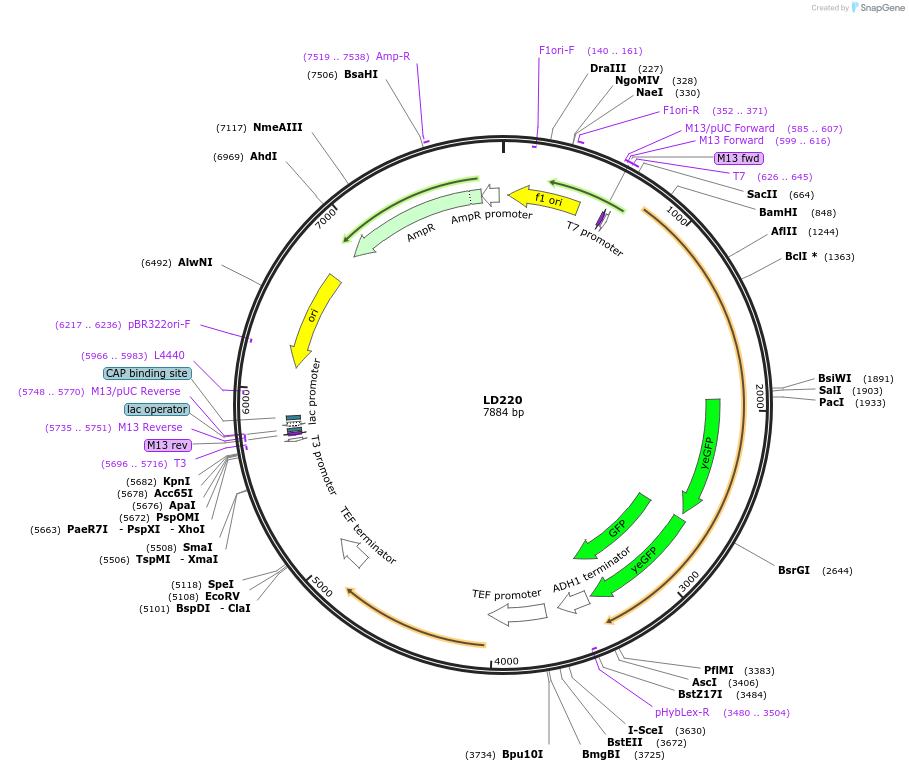 69188-plasmid-map-sequence-id-128295