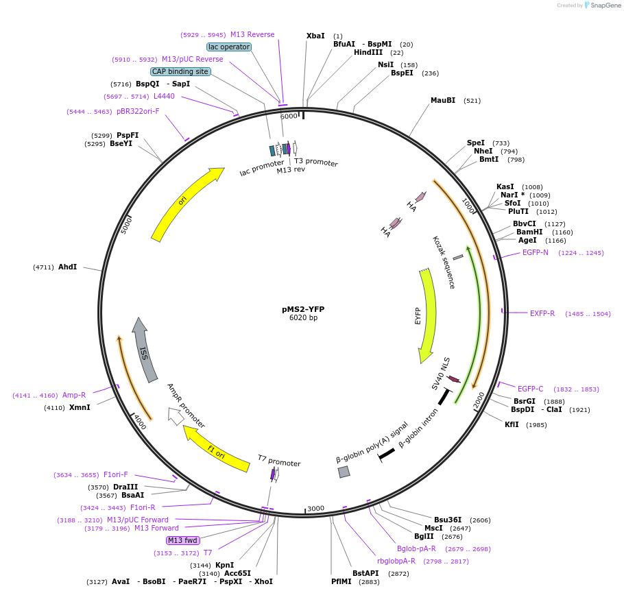 27122-plasmid-map-sequence-id-12833