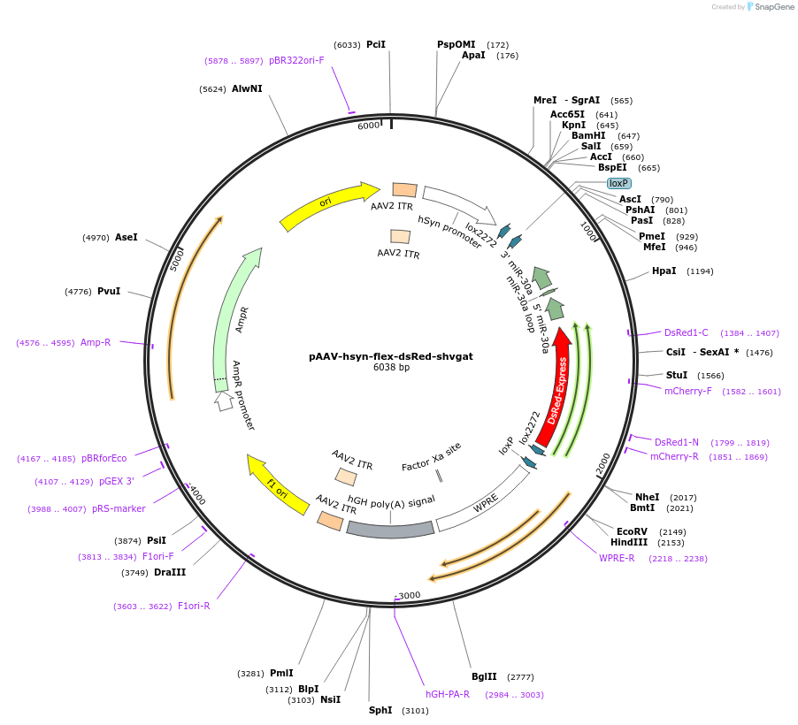67845-plasmid-map-sequence-id-128335
