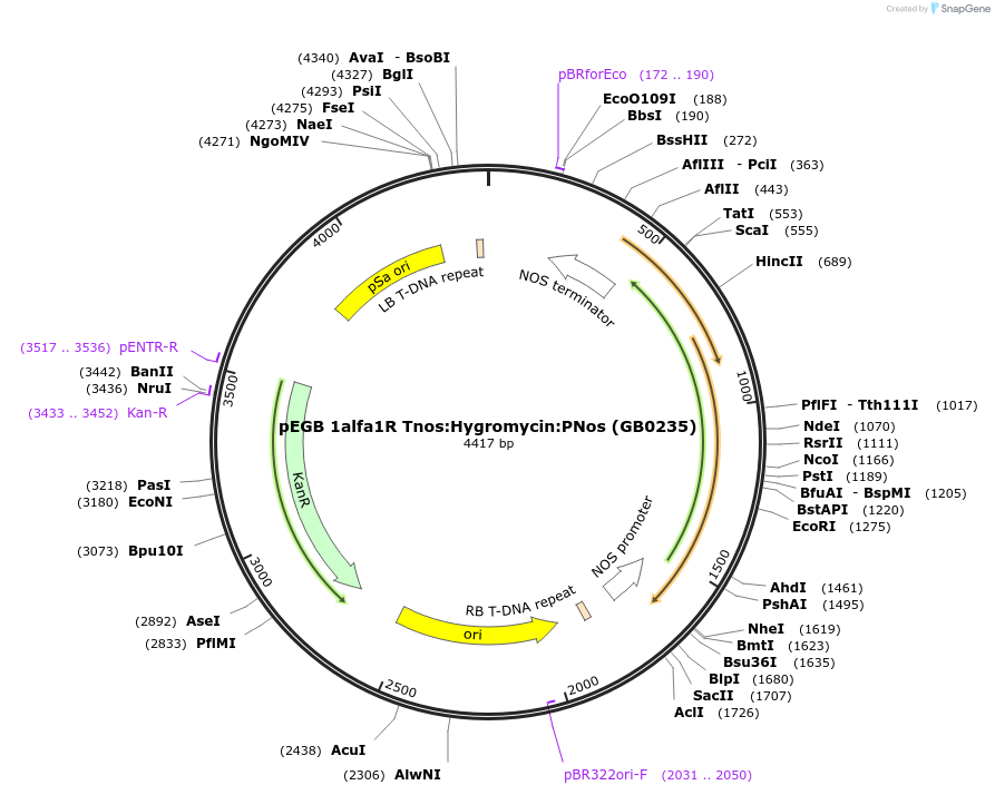 68213-plasmid-map-sequence-id-128337