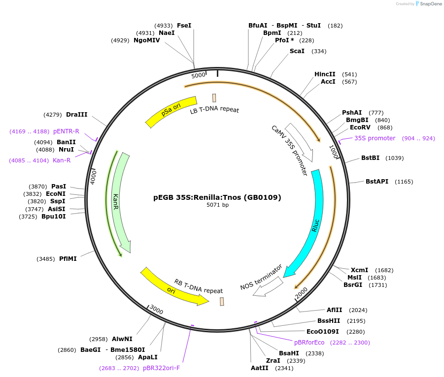 68215-plasmid-map-sequence-id-128341