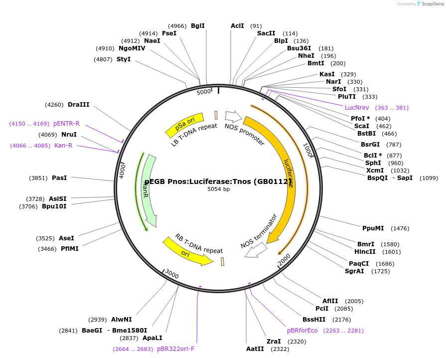 68217-plasmid-map-sequence-id-128348