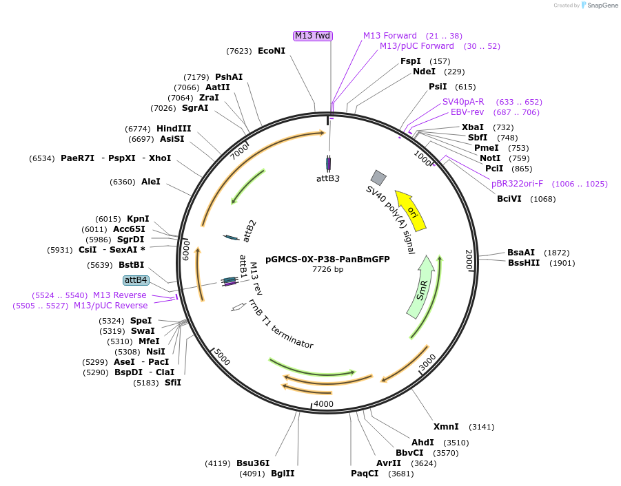 27127-plasmid-map-sequence-id-12836