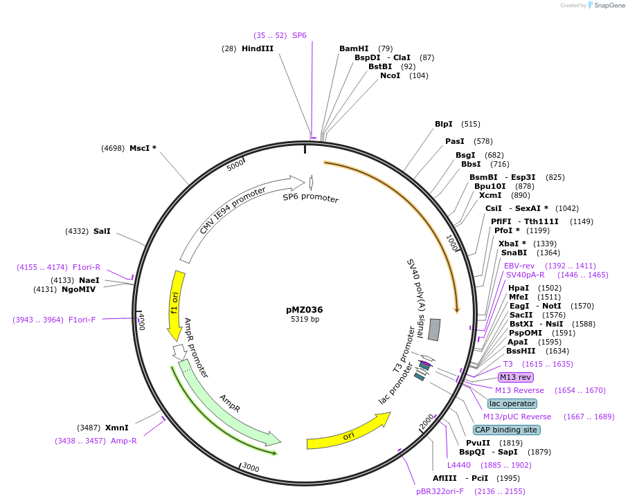 66973-plasmid-map-sequence-id-128376