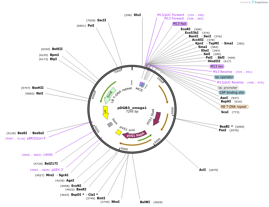 68238-plasmid-map-sequence-id-128404