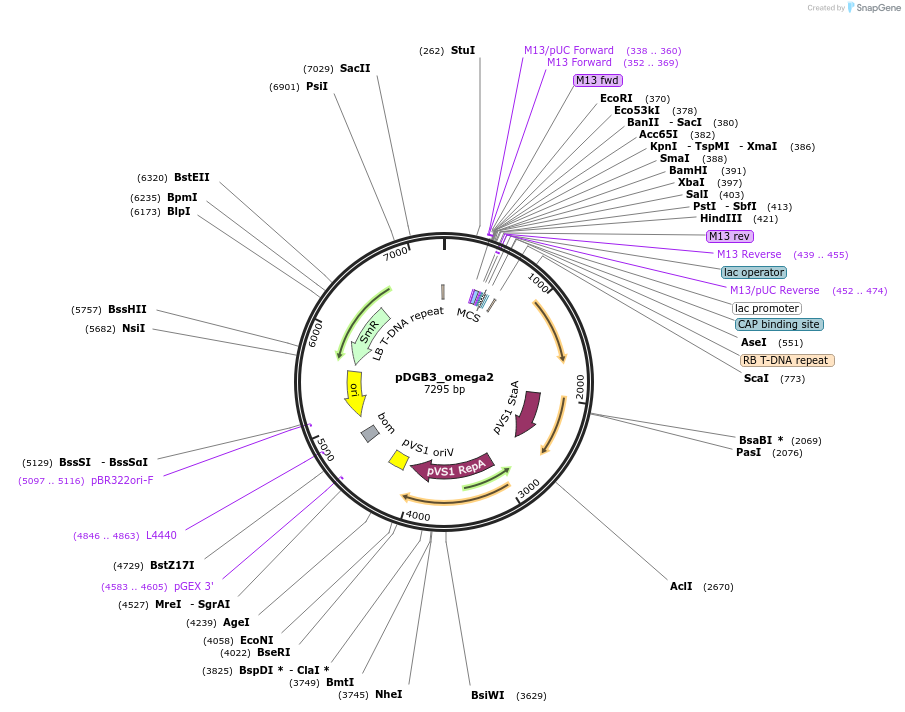 68239-plasmid-map-sequence-id-128408