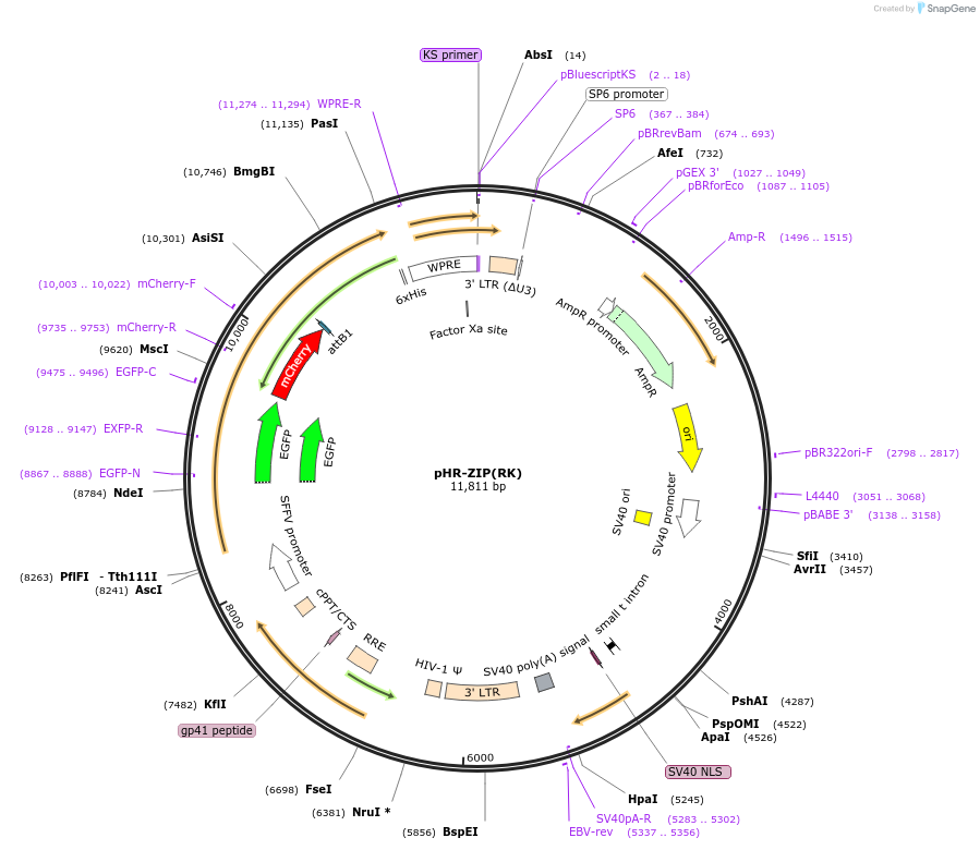 27136-plasmid-map-sequence-id-12845