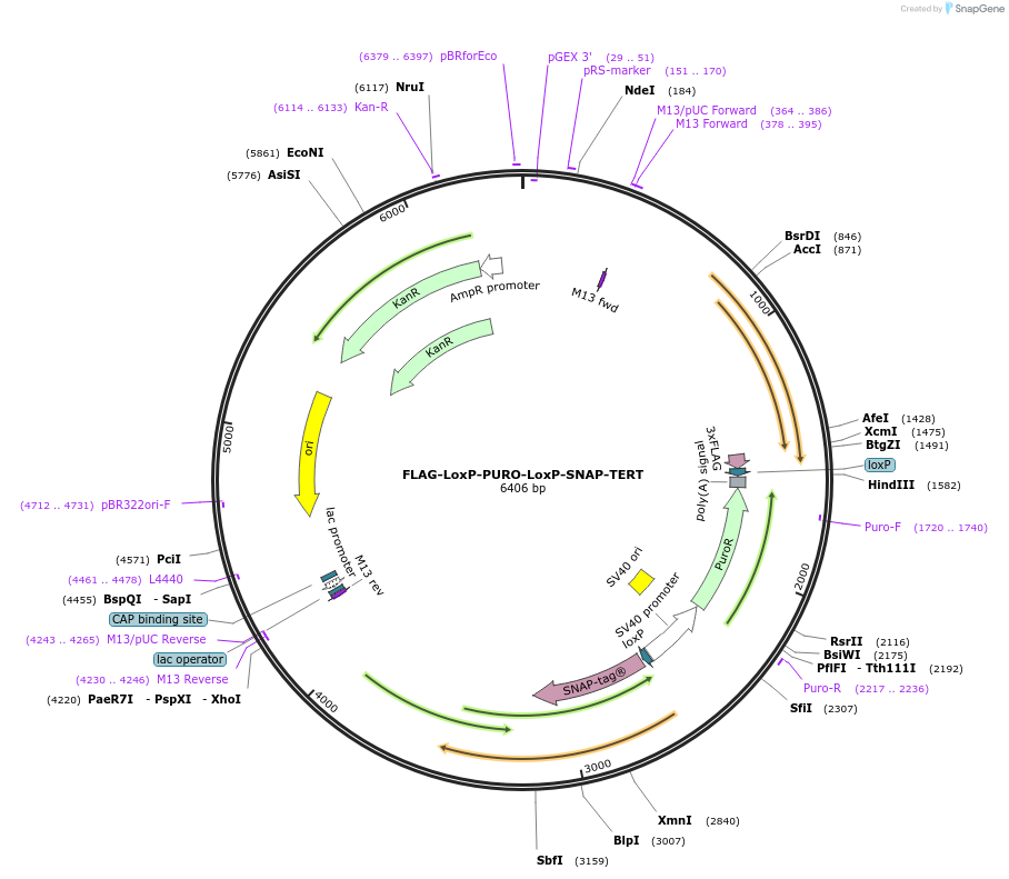 71390-plasmid-map-sequence-id-128451
