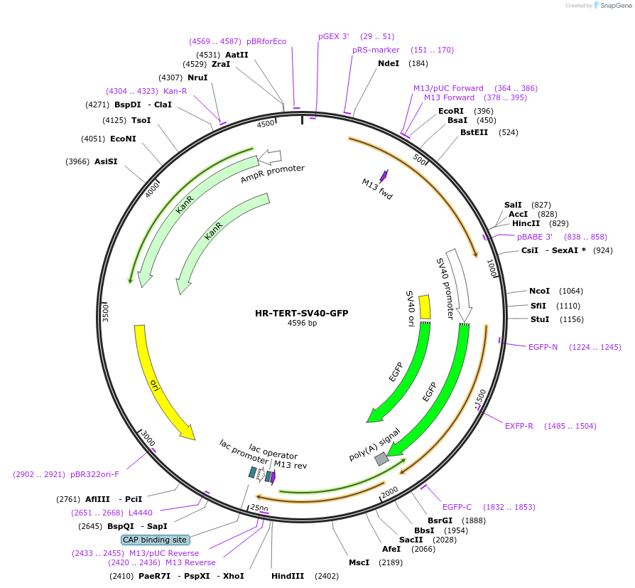 71397-plasmid-map-sequence-id-128453